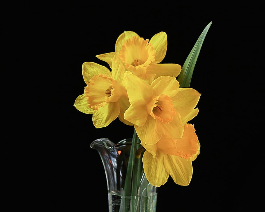 yellow daffodils in clear glass vase closeup photography, flowers, HD wallpaper