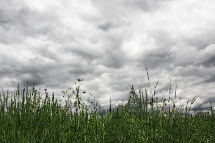 clouds, sky, grass, grasses, dark clouds, rainy, meadow, landscape HD wallpaper