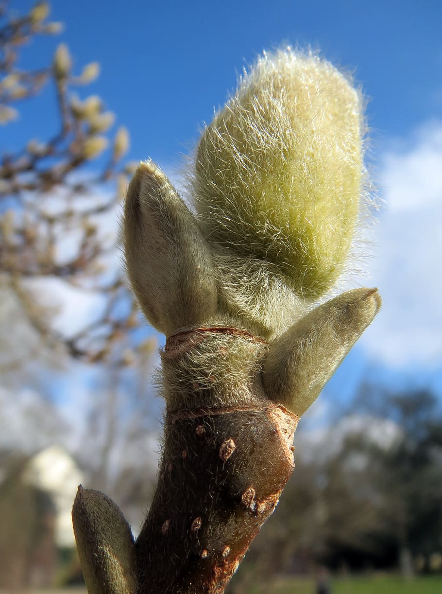 magnolia, bud, tree, spring, nature, branch, season, springtime HD wallpaper