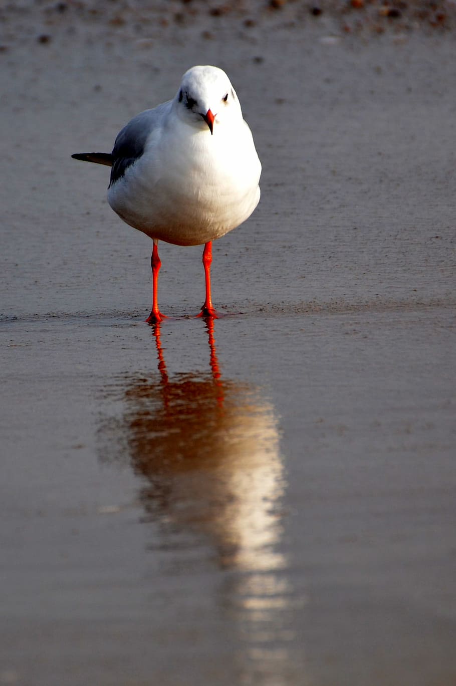 Seagull, Boot, Port, Ship, Maritime, beach, dew, bollard, rope HD wallpaper