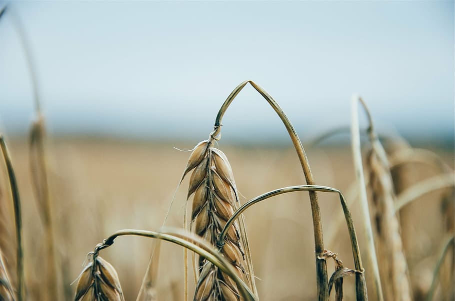 shallow focus view of bent wheat plant, plants, fields, crops HD wallpaper