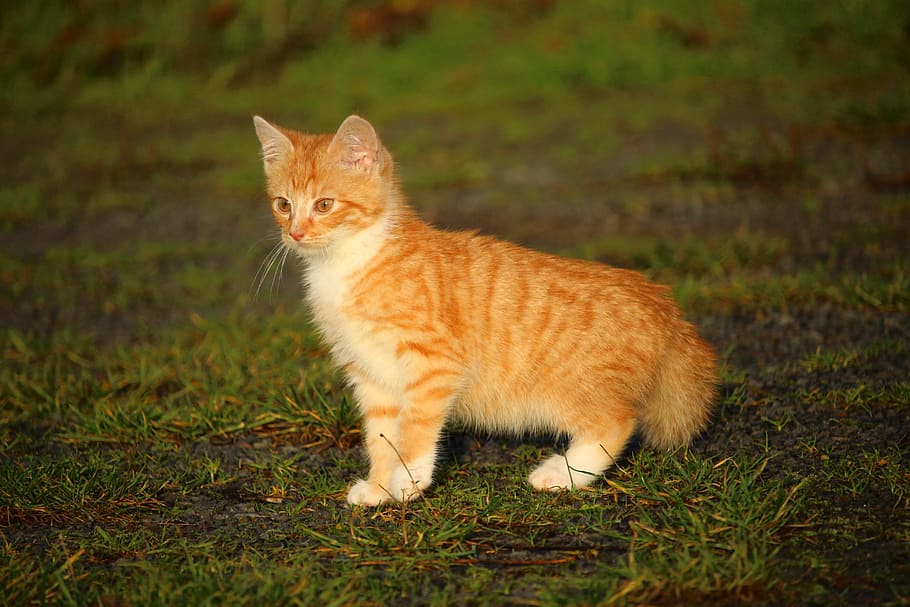 orange tabby cat on green grass, Kitten, cat baby, young cat, HD wallpaper