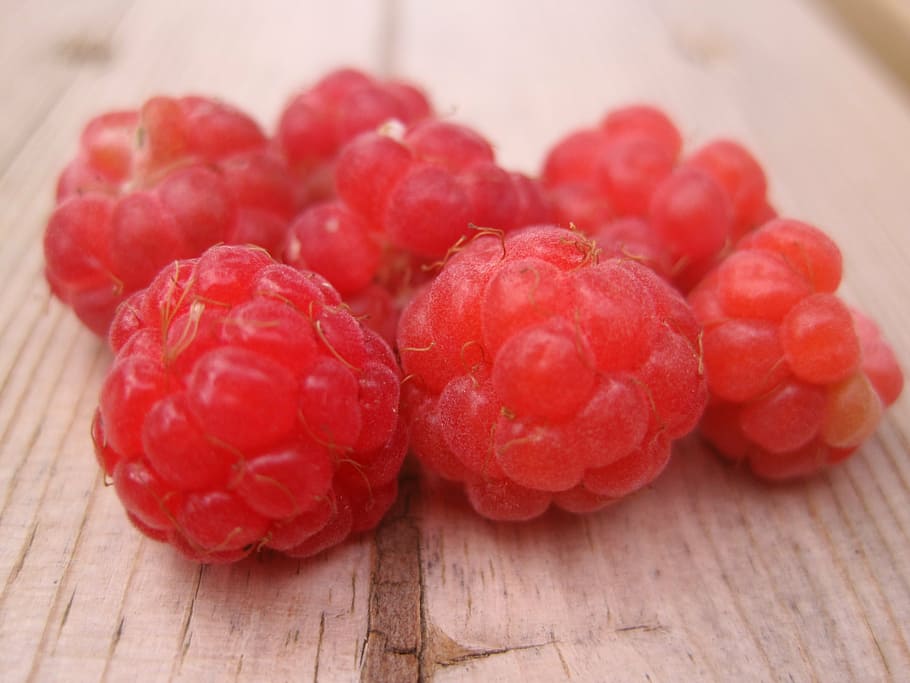 raspberry, finland, wild raspberry, forest, food and drink HD wallpaper