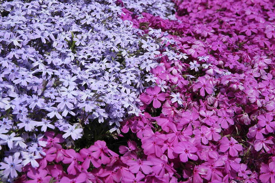 flower, violet, petal, bloom, garden, plant, nature, autumn HD wallpaper