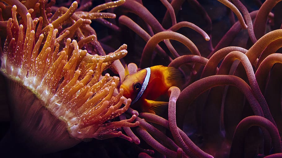 1920x1200px Free Download Hd Wallpaper Clown Fish Anemone