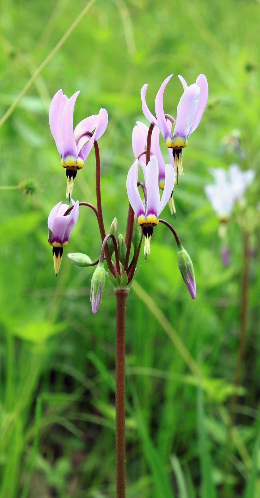 Wildflower, Illinois, Spring, may, purple, pink, yellow, perennial, HD wallpaper