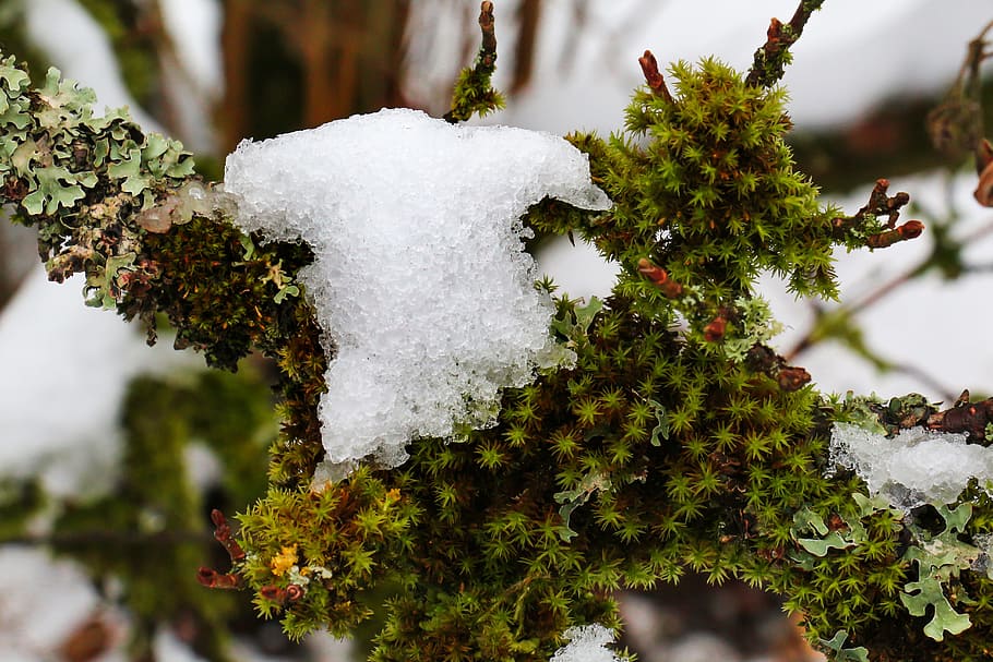 tree, winter, nature, moss, snow, macro, winter forest, winter cold HD wallpaper