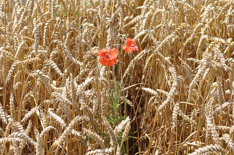 wheat, field, cereals, trim, plant, growth, flowering plant HD wallpaper