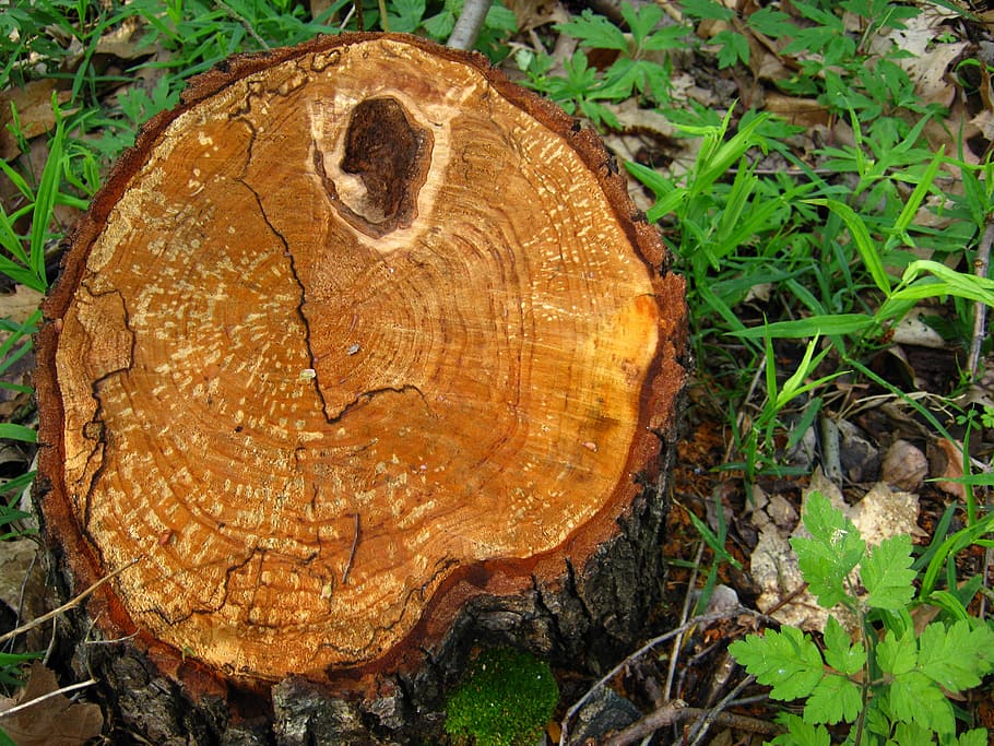 tree, stump, rings, land, close-up, plant, nature, forest, no people HD wallpaper