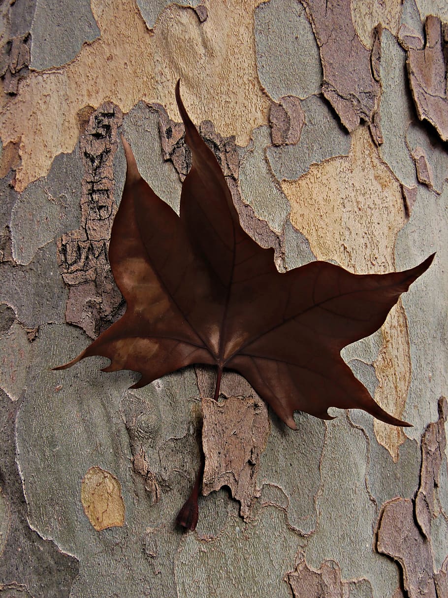 dry leaf, nailed, bark, brown, tree, arrested sheet, leaf on bark HD wallpaper