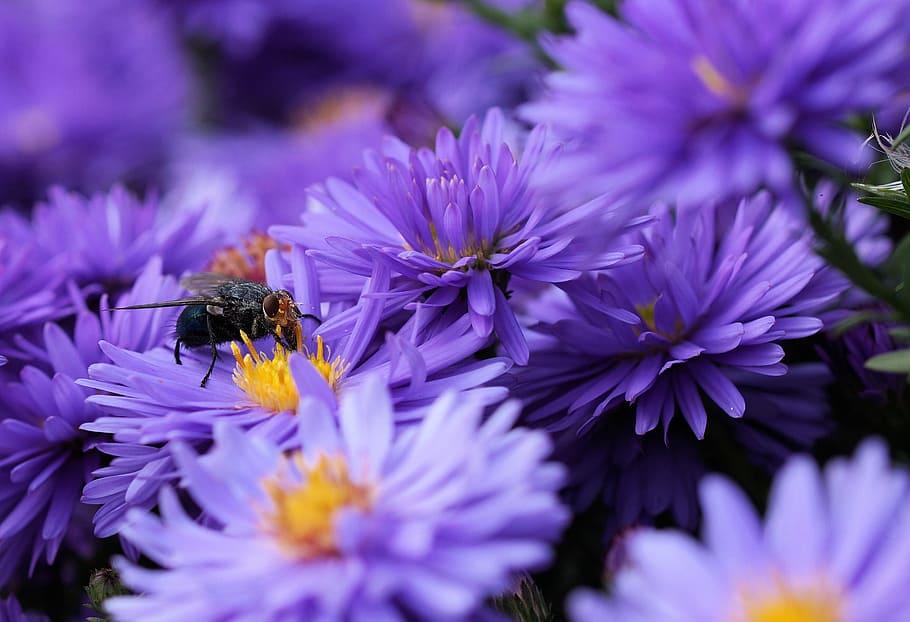 Bluebottle, Flower, Pollen, Insect, color, purple, orange, bee HD wallpaper