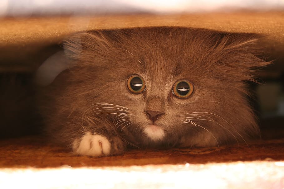 brown cat, Sofa, Hide, Pets, under, domestic Cat, animal, cute HD wallpaper
