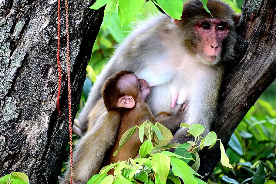 mother, monkey, breastfeeding, baby, mammal, primate, animal, HD wallpaper