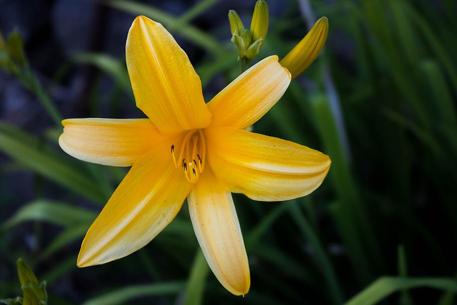 comanche, nature, flower, macro, garden, flowering plant, freshness HD wallpaper