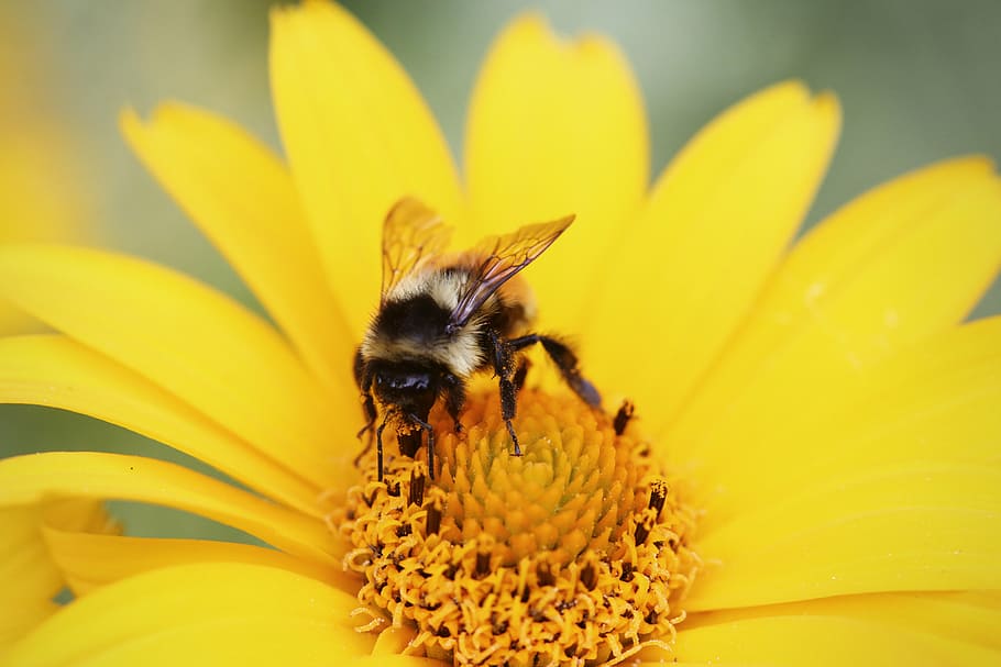 bee, flower, pollen, summer, yellow, flowering plant, invertebrate HD wallpaper