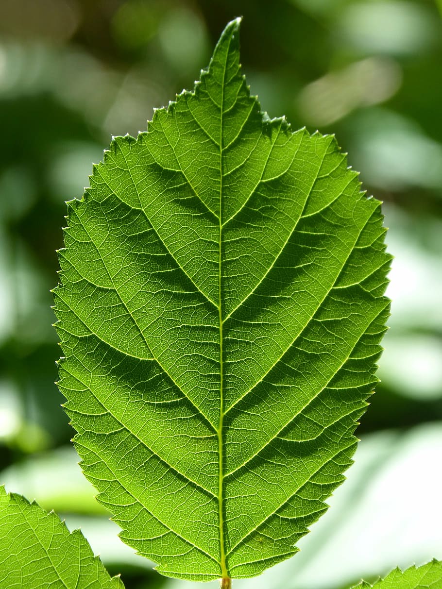leaf, blackberry, ramifications, backlight, translucent, green HD wallpaper