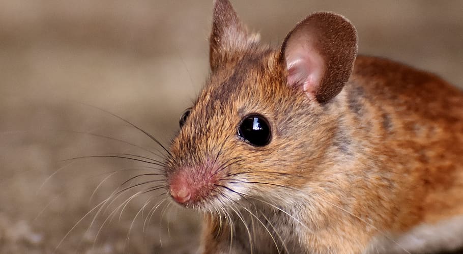 closeup photo of brown mouse, wood mouse, nager, cute, rodent