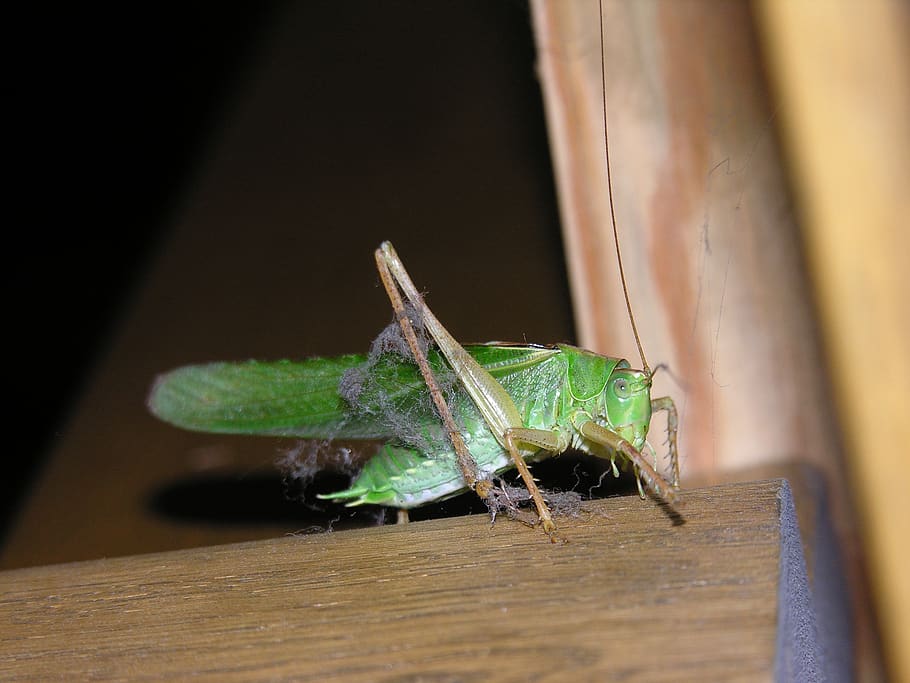 grasshopper, cricket, insect, animal themes, animal wildlife HD wallpaper