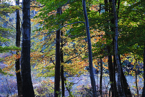burnham, beeches, trees, autumn, leaves, season, forest, sunlight HD wallpaper