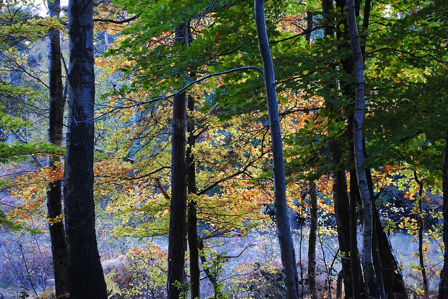 burnham, beeches, trees, autumn, leaves, season, forest, sunlight HD wallpaper