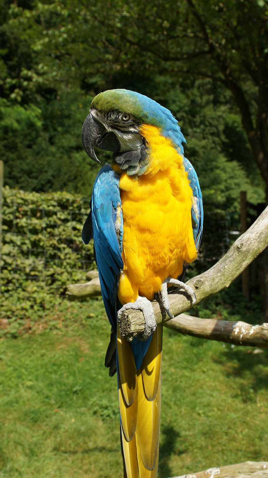 parrot, ara, bird, colorful, yellow macaw, kurpfalz-park, home guard, HD wallpaper