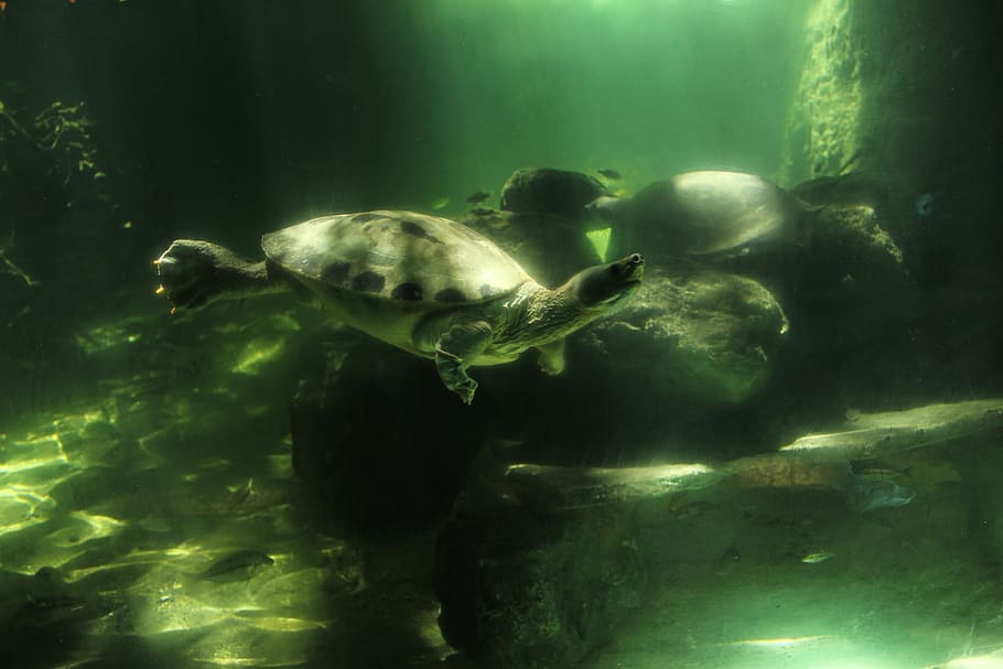 marine, turtles, is, animal wildlife, animal themes, underwater HD wallpaper