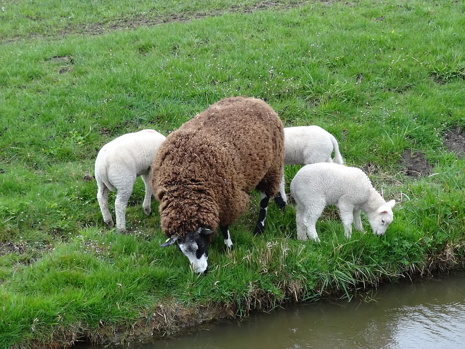 lamb, lambs, sheep, spring, nature, animals, mammals, netherlands HD wallpaper