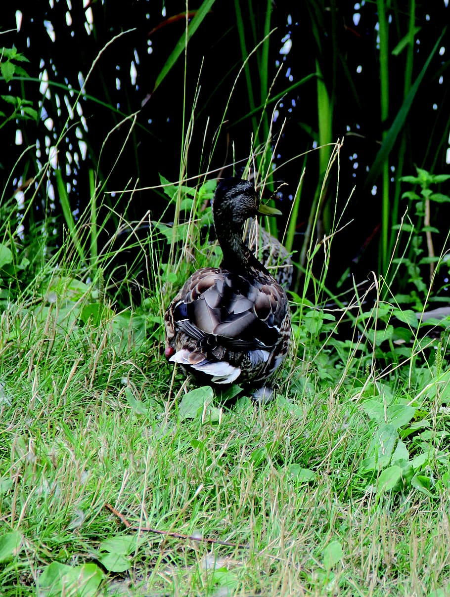 duck, animals, volatile, plant, grass, animals in the wild HD wallpaper