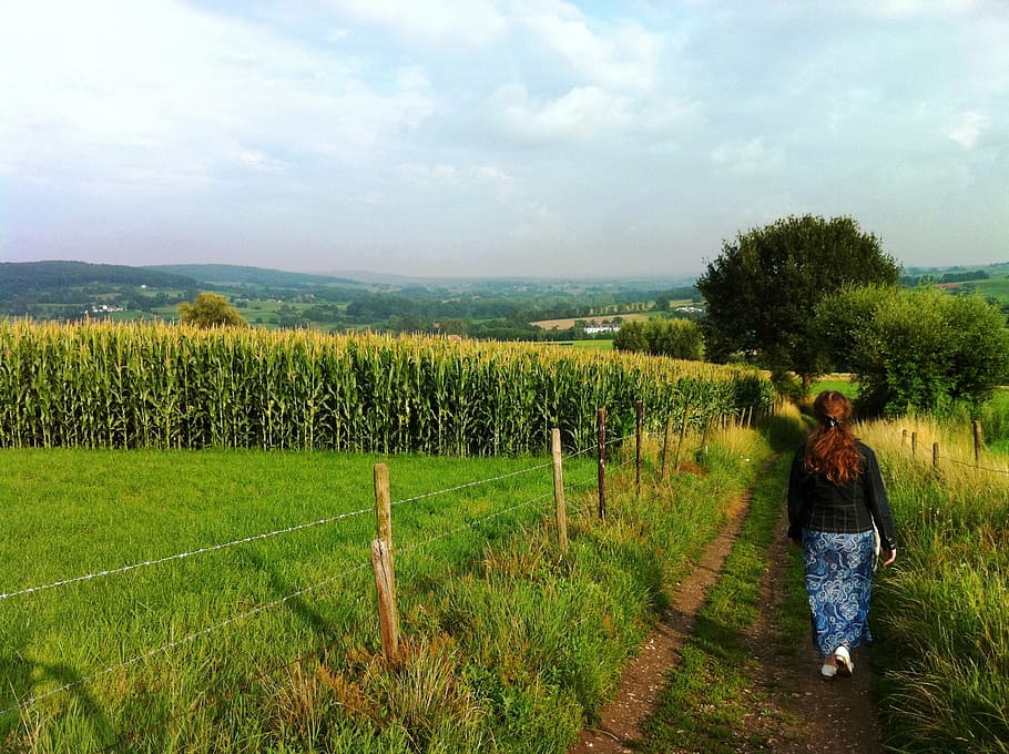 woman, walk, path, fields, corn, fence, nature, atmosphere HD wallpaper