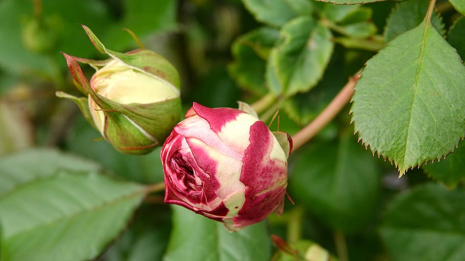 roses, may 9,, evolution, plant, leaf, beauty in nature, plant part HD wallpaper