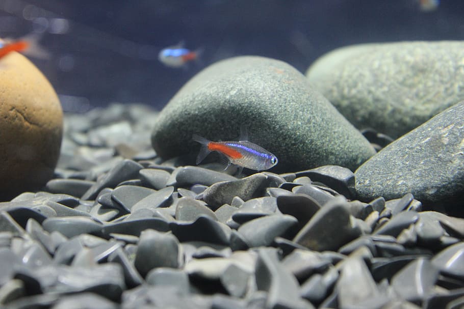 fish, stones, small, floor, fish tank, aquarium, animal themes HD wallpaper
