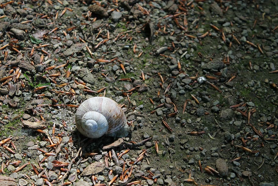 snail, shell, snail shells, housing, nature, mollusk, calming HD wallpaper