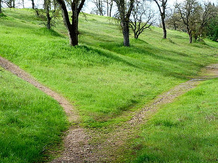 green grasses and trees, path, hiking, trail, travel, landscape HD wallpaper