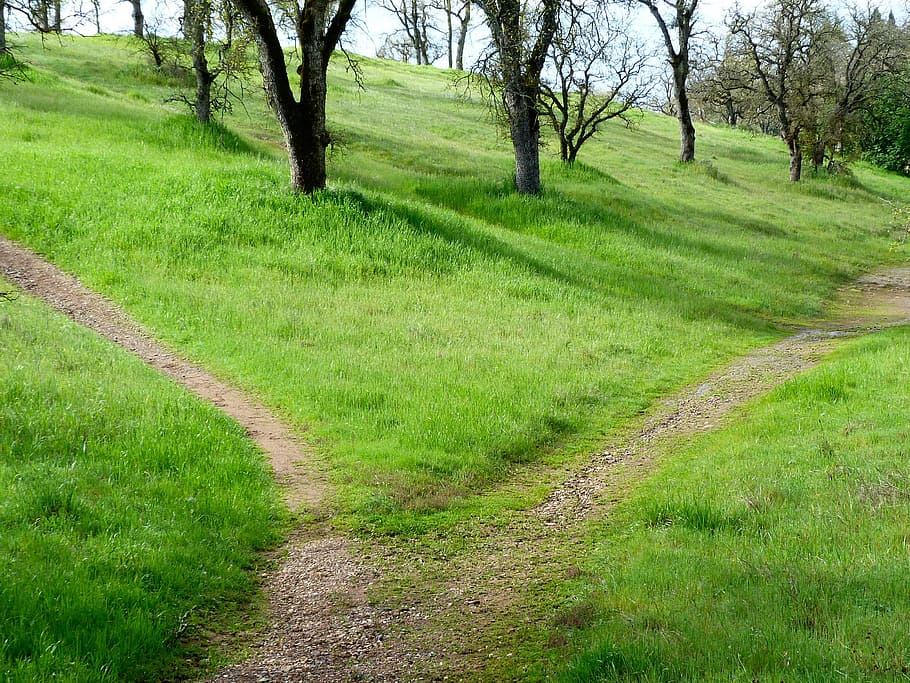 green grasses and trees, path, hiking, trail, travel, landscape HD wallpaper