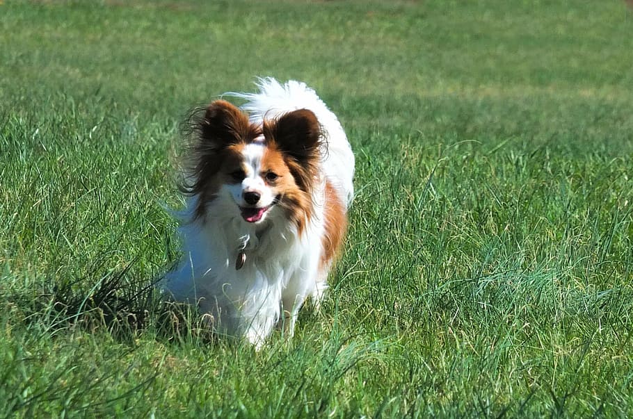 dog, animals, pets, purebred Dog, grass, canine, outdoors, cute HD wallpaper