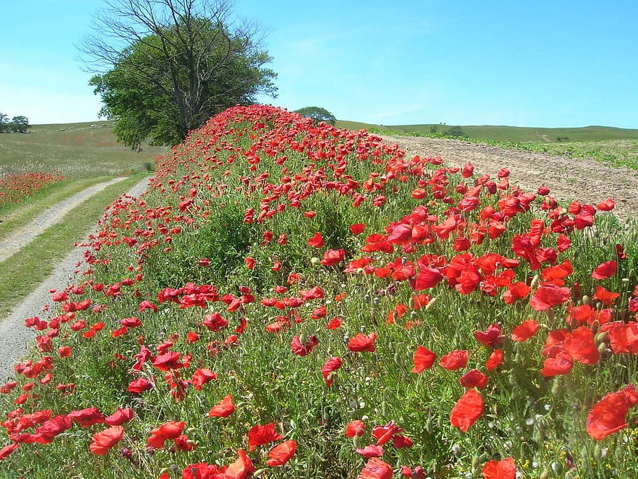 poppy, go, roads, papaver, dirt road, summer, sommarväg, country, HD wallpaper