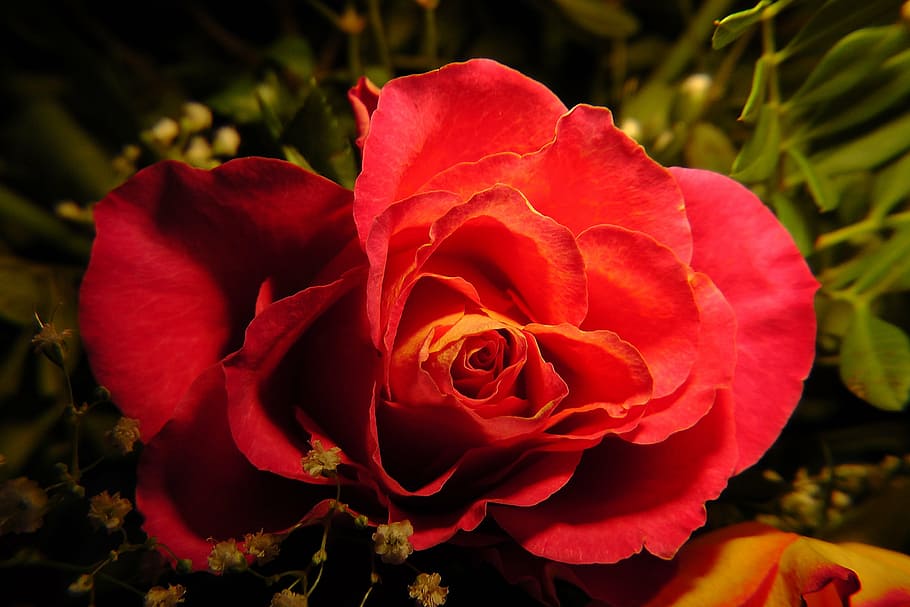 blossom, bloom, rose, red, flower, flowering plant, beauty in nature HD wallpaper