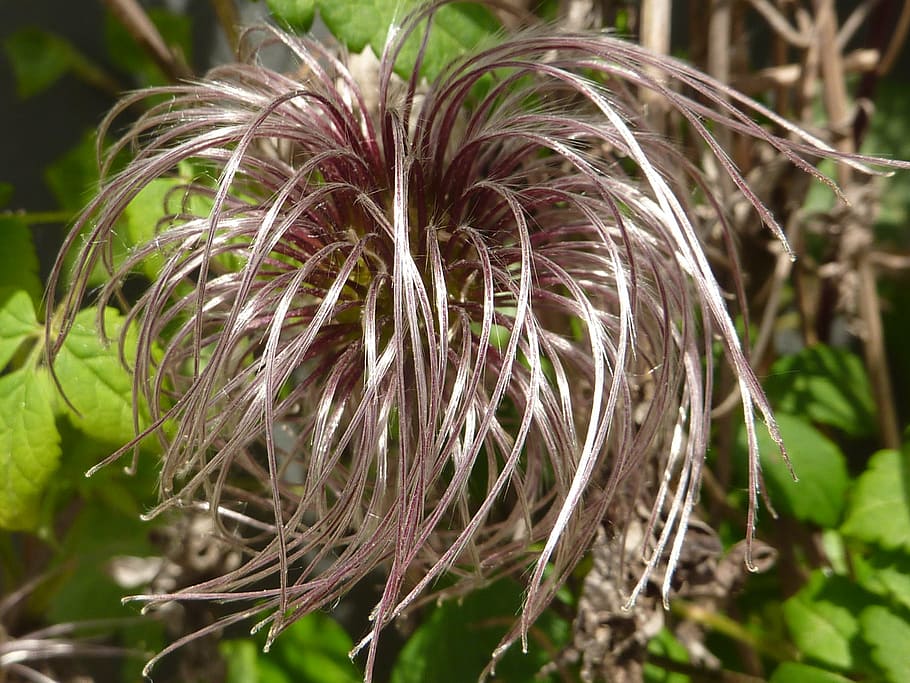 plant, clematis, fruit, silver, nature, hairy, close-up, growth HD wallpaper