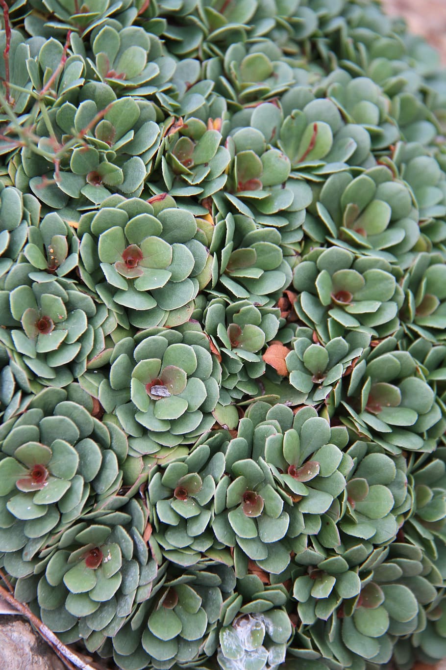 succulent, foliage, structural, leaf, plant, green, texture HD wallpaper