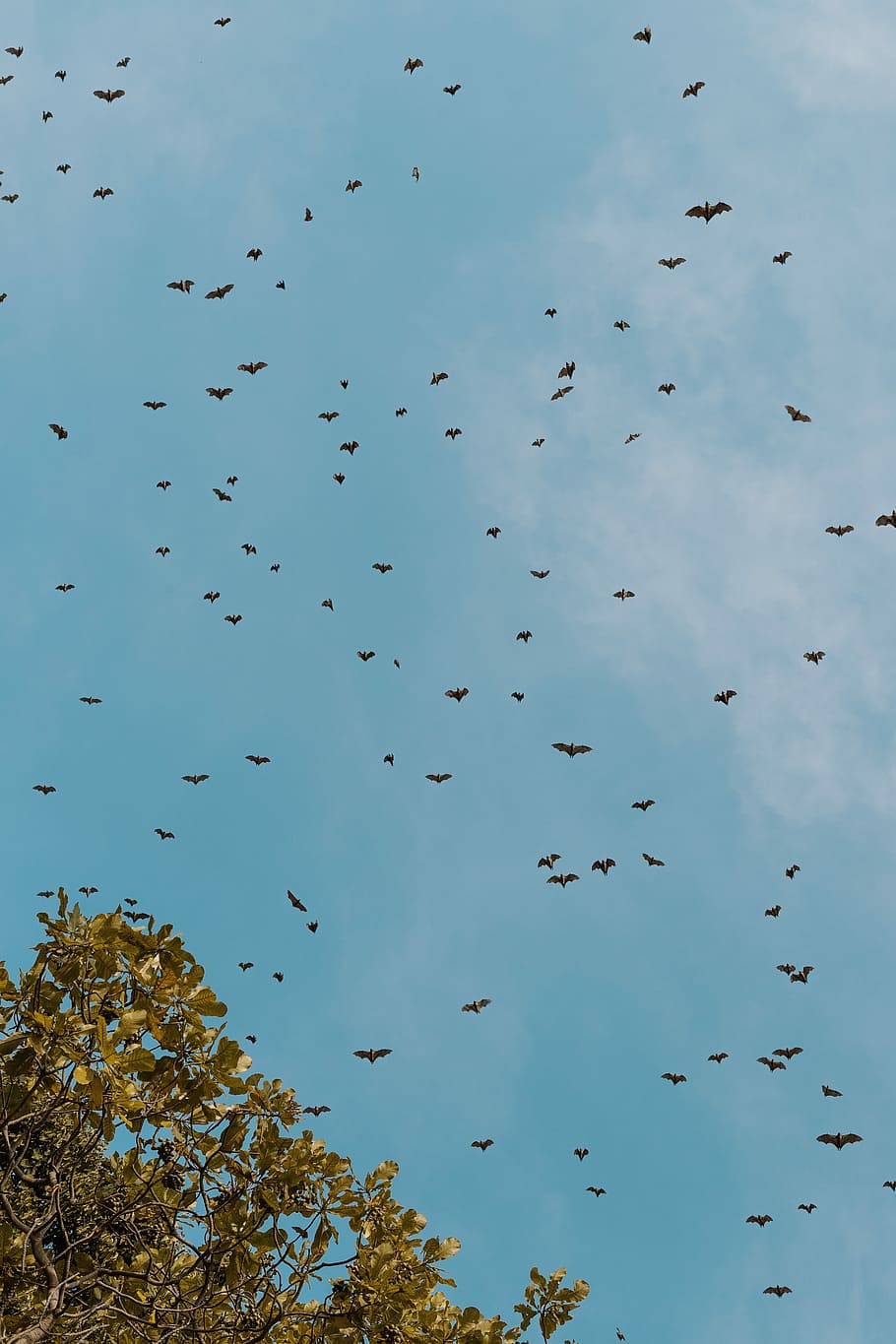 flock of birds flying under blue sky, flock of birds flying, wings HD wallpaper