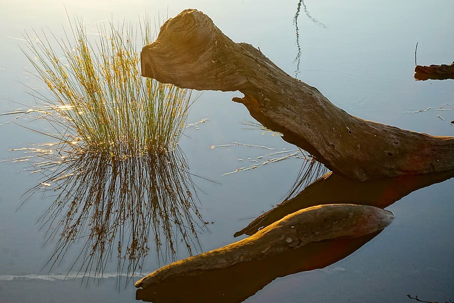 wood, trunk, reflection, water, nature, natural, calm, tranquil HD wallpaper