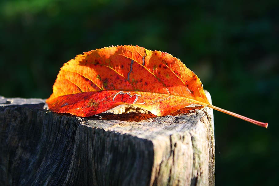 leaf, nature, autumn, plant part, orange color, change, close-up HD wallpaper