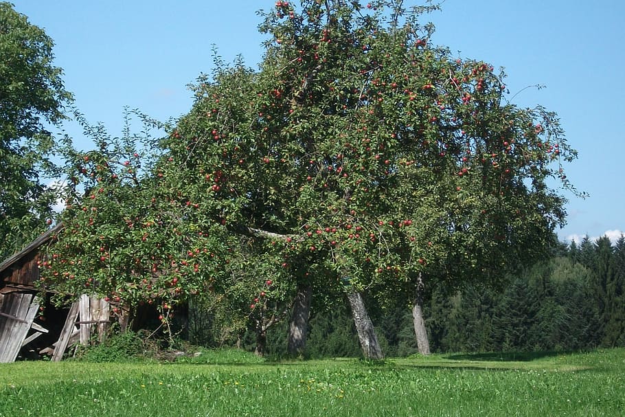 apple tree, nature, romantic, branch, kernobstgewaechs, agriculture HD wallpaper