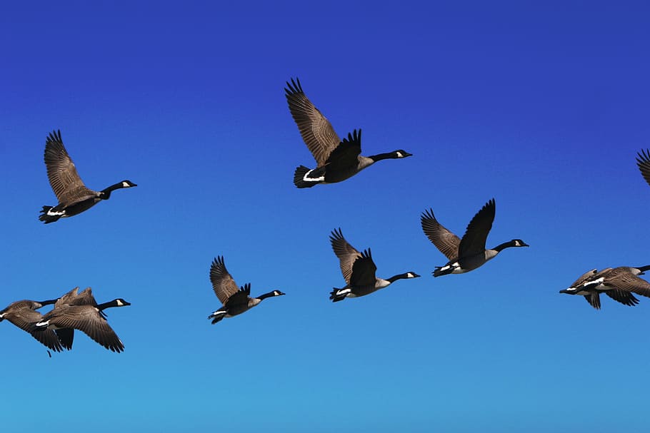 flock of Canada geese flying under the blue sky, Goose, Bird, HD wallpaper