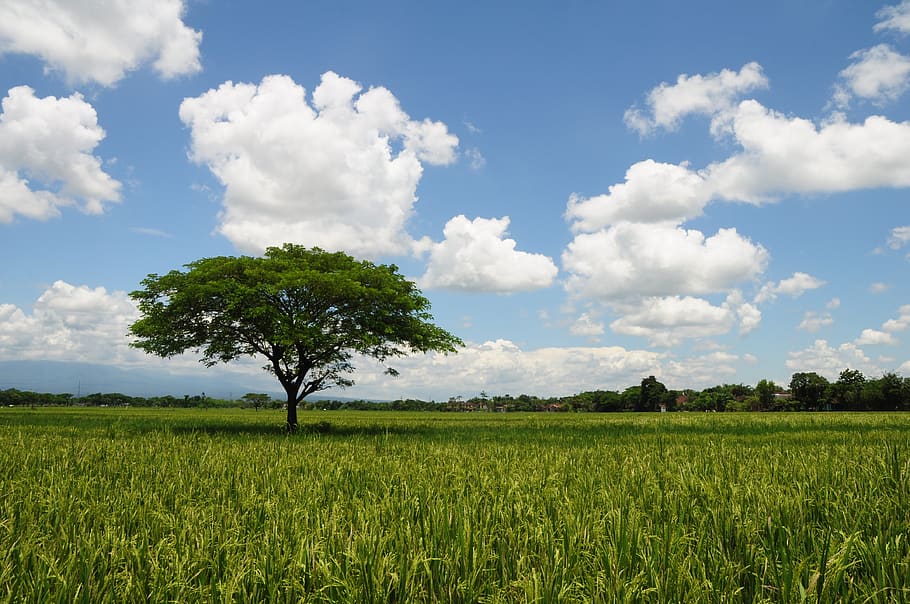 padi, view, the tree, the sky, field, plant, land, landscape, HD wallpaper