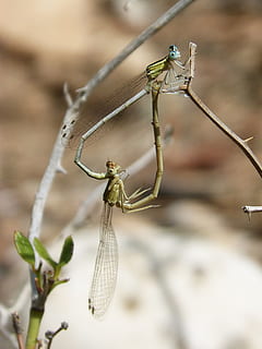 dragonfly, couple, copulation, mating, heart, invertebrate HD wallpaper