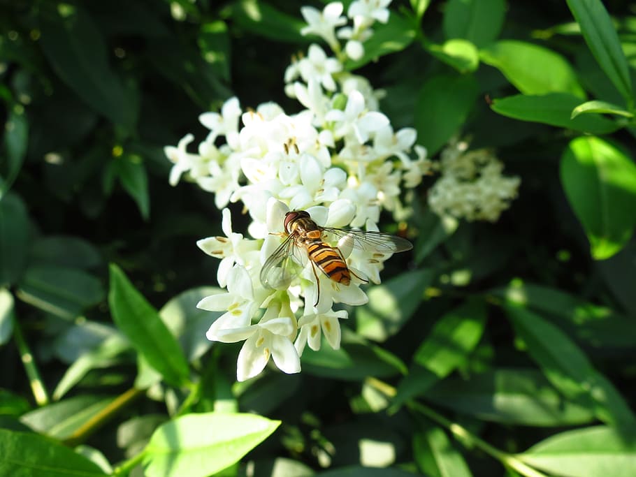 Hoverfly, Flower Fly, Insect, Wildlife, macro, summer, nature HD wallpaper
