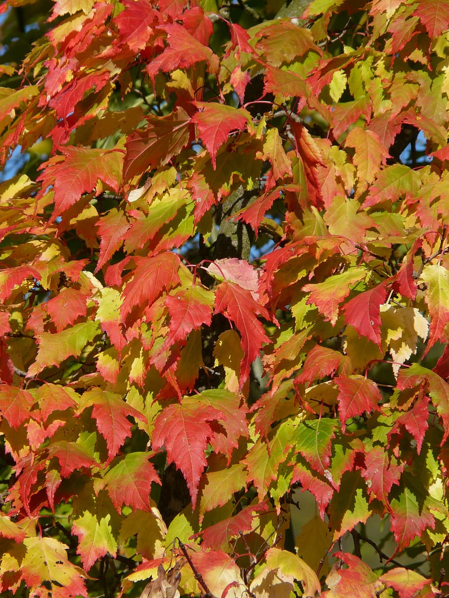 Maple, Acer Platanoides, needle leaf maple, deciduous tree HD wallpaper