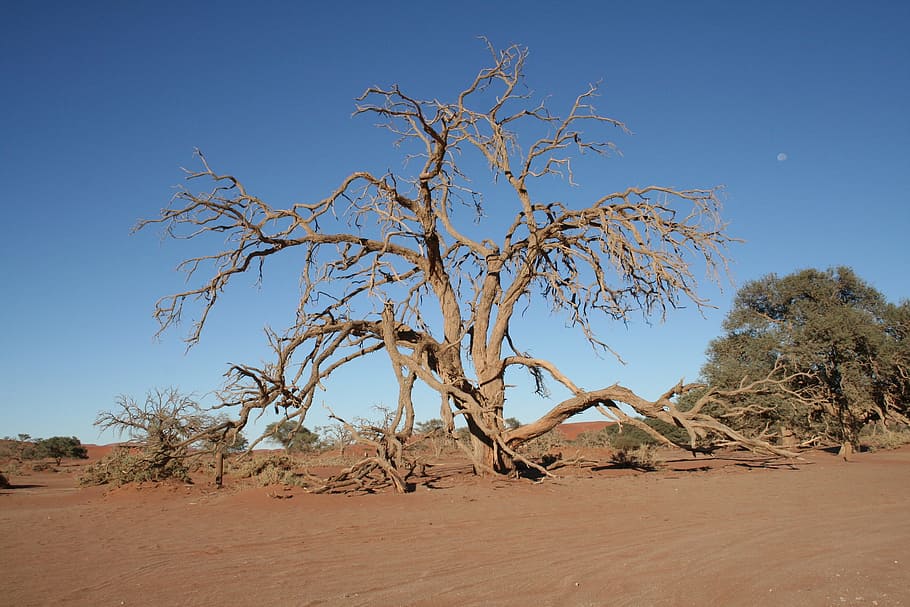 tree, namibia, desert, sandy, africa, landscape, nature, dry HD wallpaper