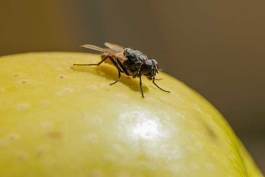 nature, insect, fly, apple, invertebrate, close-up, yellow HD wallpaper